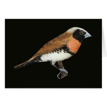 Chestnut-breasted Mannikin - Lonchura castaneothor cards