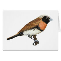 Chestnut-breasted Mannikin - Lonchura castaneothor cards