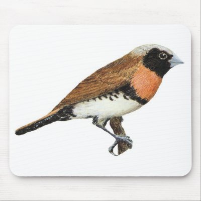Chestnut-breasted Mannikin - Lonchura castaneothor Mouse Pad by LisasLair