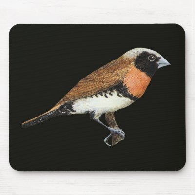 Chestnut-breasted Mannikin - Lonchura castaneothor Mouse Pad by LisasLair