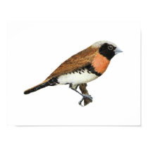 Chestnut-breasted Mannikin - Lonchura castaneothor posters