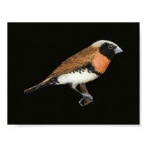 Chestnut-breasted Mannikin - Lonchura castaneothor posters