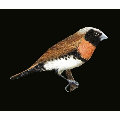 Chestnut-breasted Mannikin - Lonchura castaneothor Polo T-shirt by LisasLair