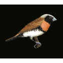 Chestnut-breasted Mannikin - Lonchura castaneothor t-shirts by LisasLair Chestnut-breasted Mannikin - Lonchura castaneothor t-shirts