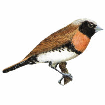 Chestnut-breasted Mannikin - Lonchura castaneothor t-shirts