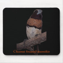 Chestnut breasted mannikin (munia) mousepad