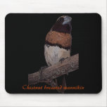 Chestnut breasted mannikin (munia) mousepad