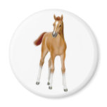 Chestnut Foal Magnet
