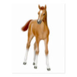 Chestnut Foal Postcard