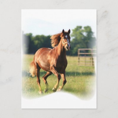 Chestnut Galloping Horse Postcard