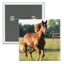 Chestnut Galloping Horse Square Button