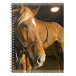 Chestnut Horse Design Notebook