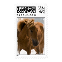 Chestnut Horse Design Postage stamps