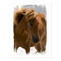 Chestnut Horse Design Postcard