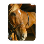 Chestnut Horse Design Premium Magnet