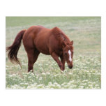 Chestnut Horse in Field Postcard
