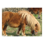 Chestnut Horse Invitation