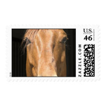 Chestnut Horse Postage Stamp
