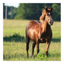 Chestnut Horse Standing Canvas Print posters