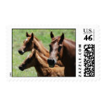 Chestnut Mare & Foals Postage postage