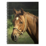 Chestnut Pony Notebook