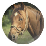Chestnut Pony Plate
