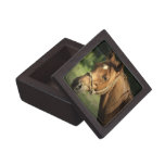 Chestnut Pony Premium Gift Box