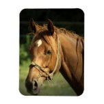 Chestnut Pony Premium Magnet