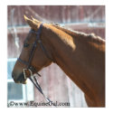Chestnut Poster posters