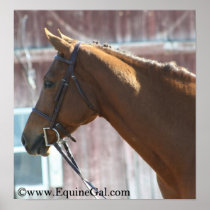 Chestnut Poster