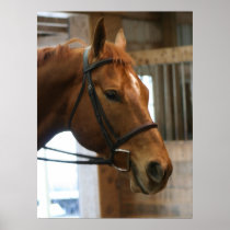 Chestnut Poster