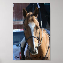 Chestnut Poster