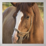 Chestnut Quarter Horse Poster