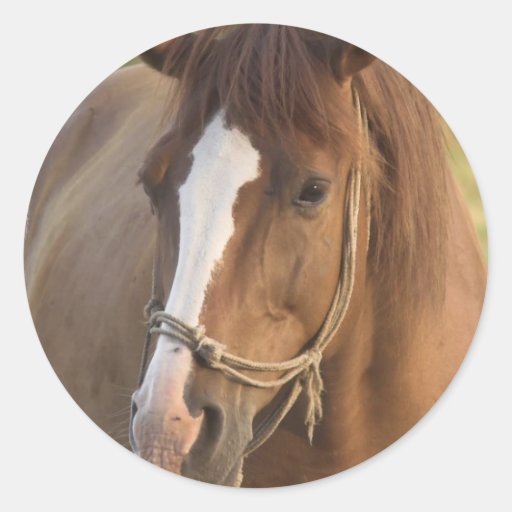 Chestnut Quarter Horse Stickers