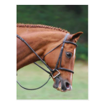 Chestnut Show Horse Postcard