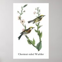 Chestnut-sided Warbler, John Audubon Print