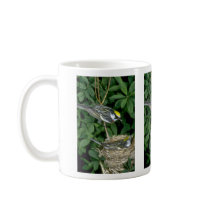 Chestnut-sided Warblers on nest Mugs