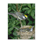 Chestnut-sided Warblers on nest Postcards