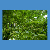 Chestnuts posters