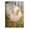 Chèvre Angora cards