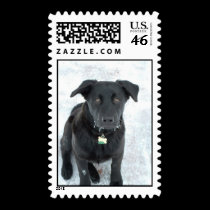 Chevy stamps stamps
