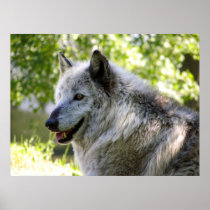 Cheyenne posters
