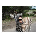 chezzy zebra posters