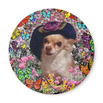 Chi Chi in Butterflies - Chihuahua magnets