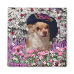 Chi Chi in Flowers Magnet - Chihuahua