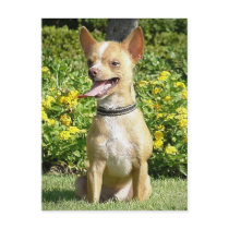 Chi Chi Postcard by Humane_Society Chi Chi Postcard