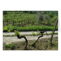 Chianti Vineyard in Tuscany Wine Region Italy Cards