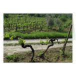 Chianti Vineyard in Tuscany Wine Region Italy Cards