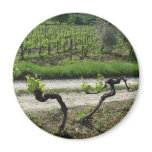 Chianti Vineyard in Tuscany Wine Region Italy Refrigerator Magnets