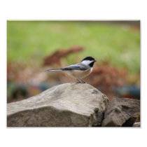 Chick-A-Dee 10x8 Photographic Print